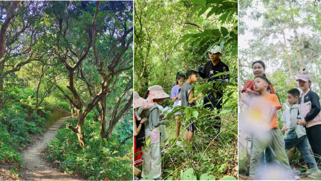 森林寻宝、户外音乐、消防员体验......宝安这场森林教育嘉年华等你来！