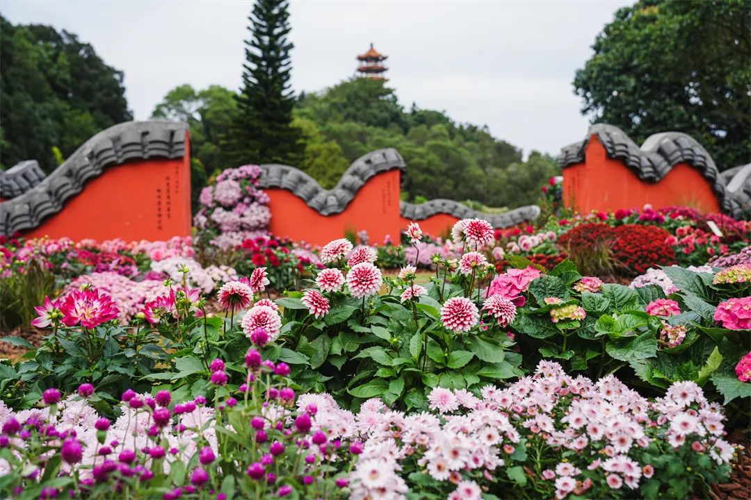 「秋花集」周末文化活动预告 | 花海与古风共舞，花香与诗意醉人