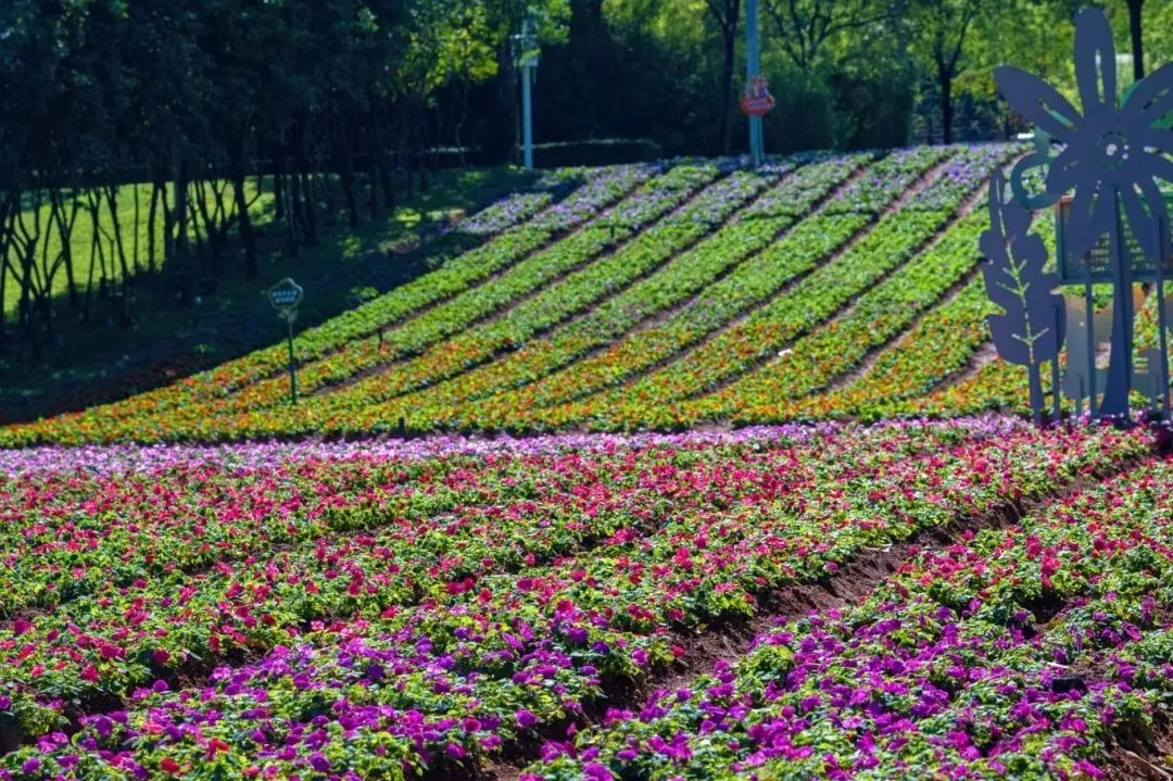 繁花织梦，缤纷花田 | 快来市民花田奔赴一场绚烂花宴~