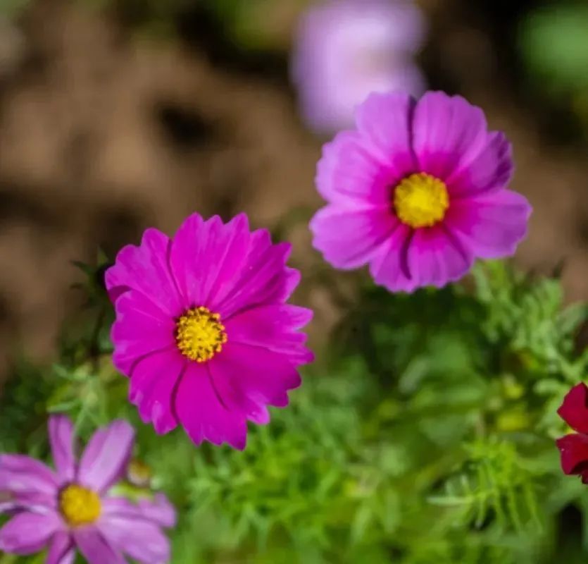 繁花织梦，缤纷花田 | 快来市民花田奔赴一场绚烂花宴~