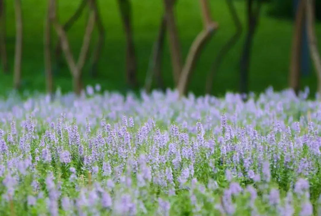 繁花织梦，缤纷花田 | 快来市民花田奔赴一场绚烂花宴~