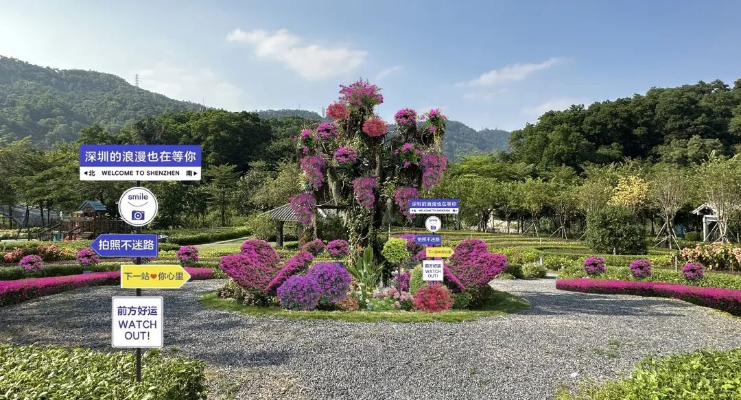 不好意思，宝安的花海没有瓶颈期！