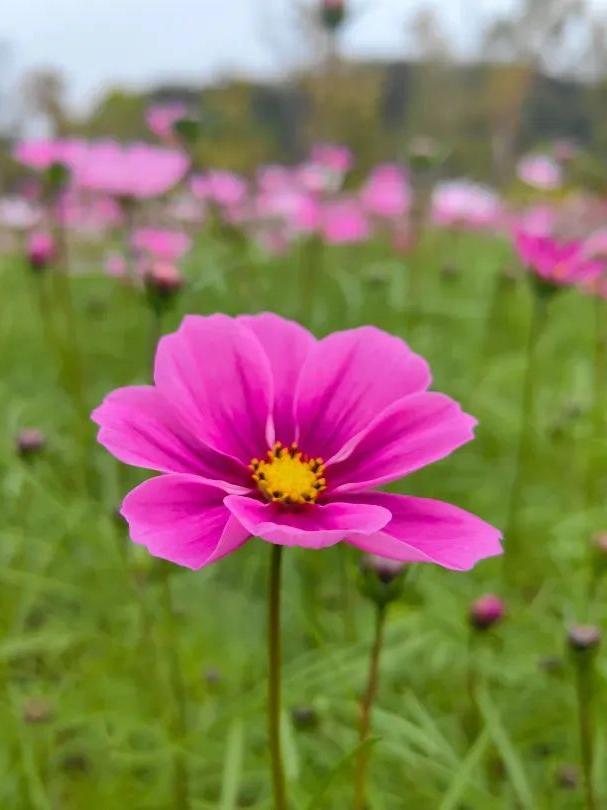 格桑花开，灿烂成海！大鹏坝光打卡地+1