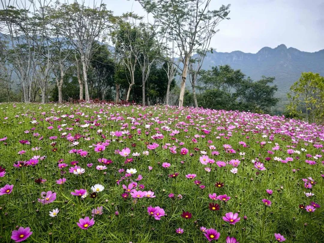 格桑花开，灿烂成海！大鹏坝光打卡地+1