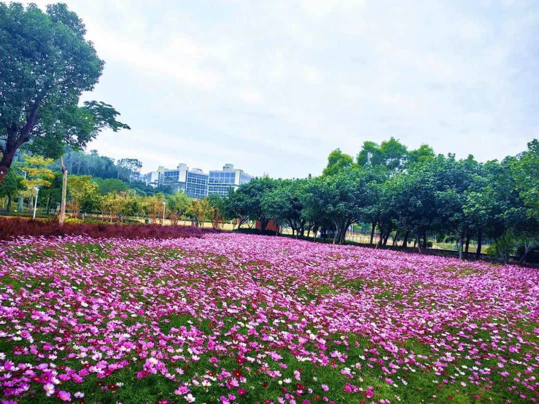 格桑花开，灿烂成海！大鹏坝光打卡地+1