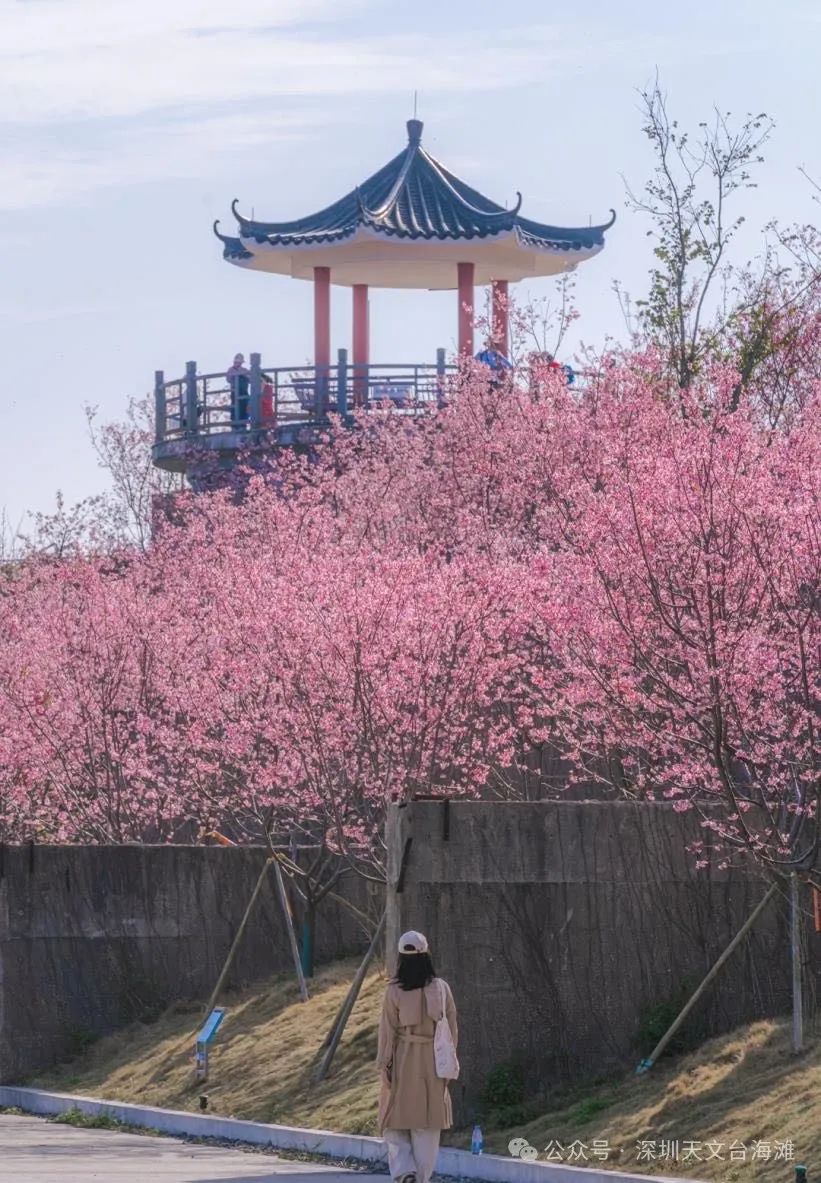 海边的樱花林，深圳三洲田樱花游玩攻略