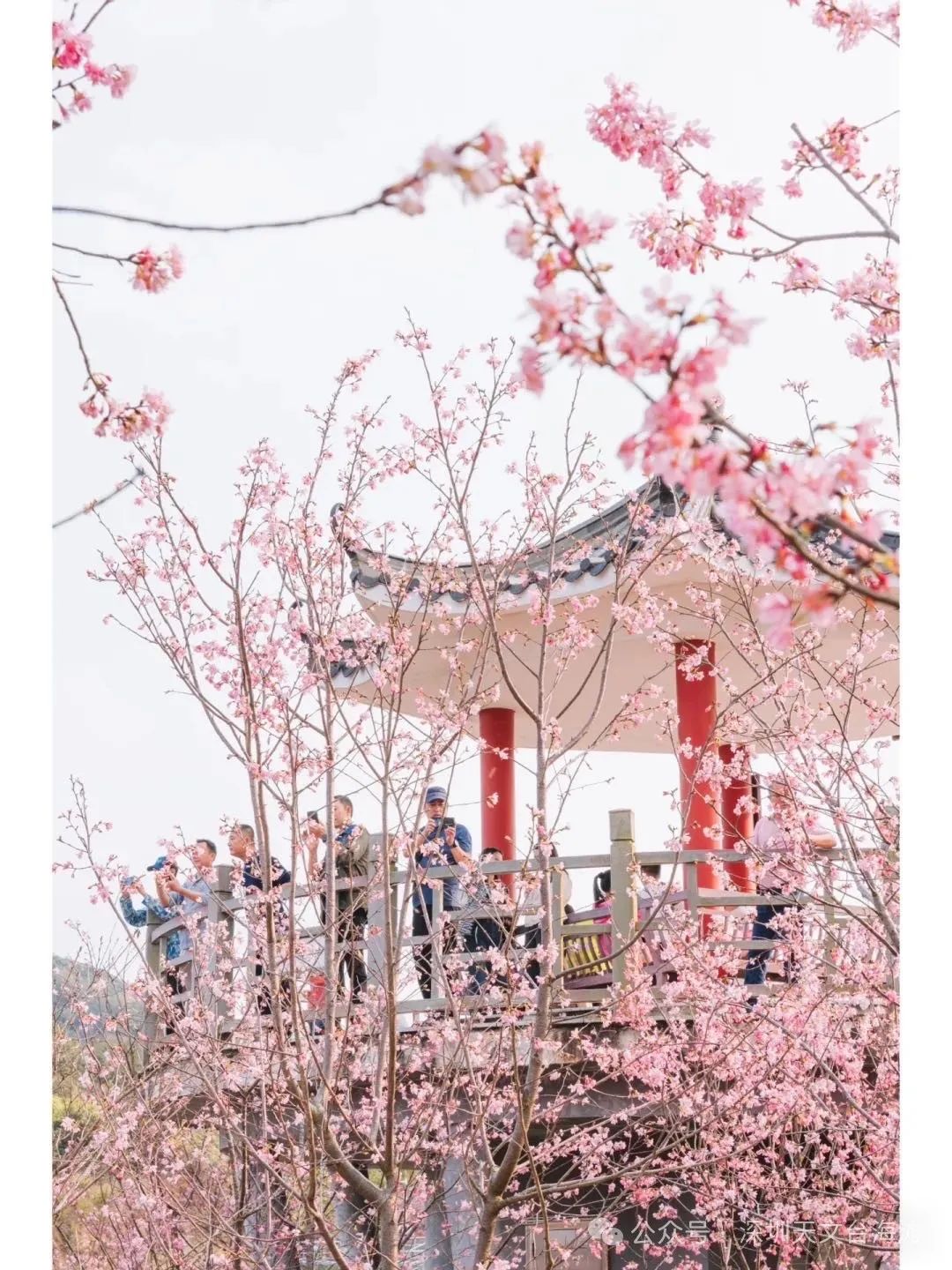 海边的樱花林，深圳三洲田樱花游玩攻略