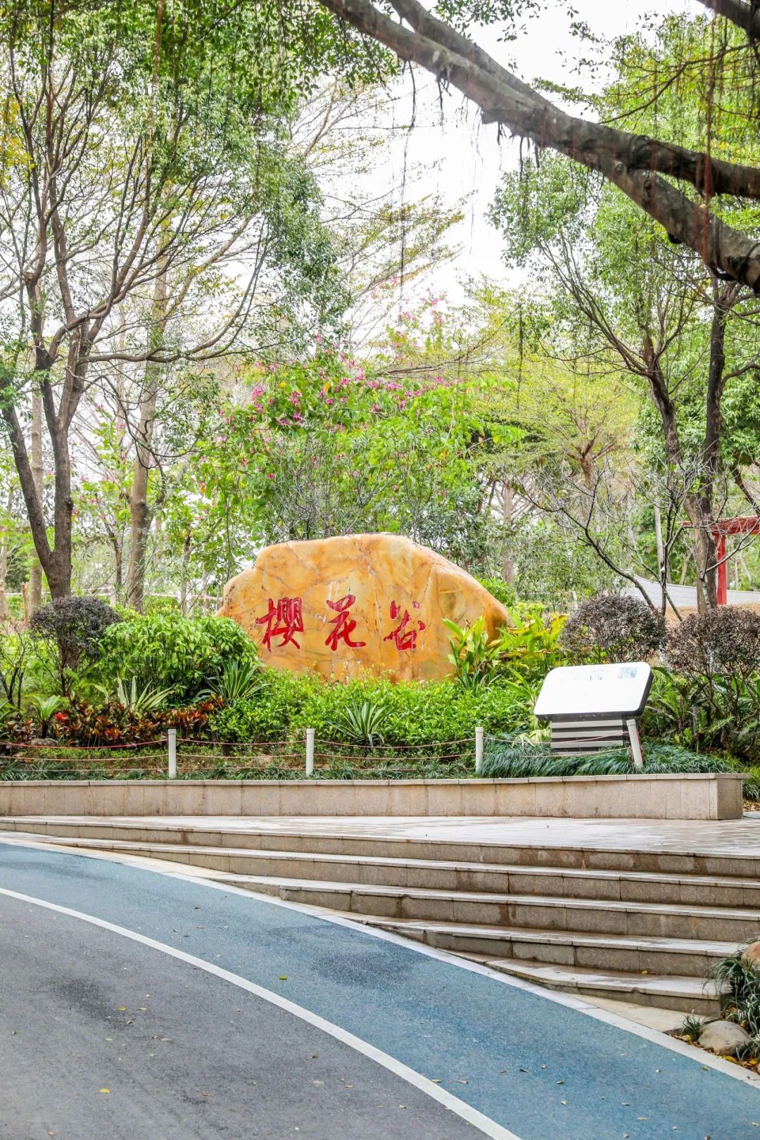 谁懂啊！在深圳坪山邂逅了一场粉色的樱花梦