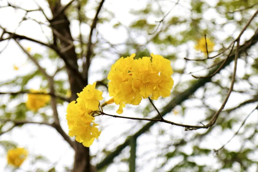春分至，来大鹏闯进美到“犯规”的花海里～