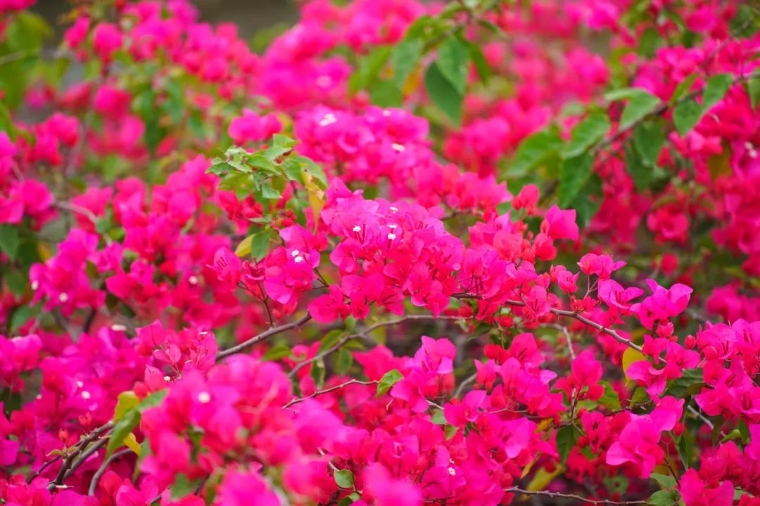 春分至!漫游大鹏这片浪漫花海→