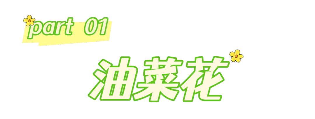春分至,来大鹏闯进美到“犯规”的花海里~