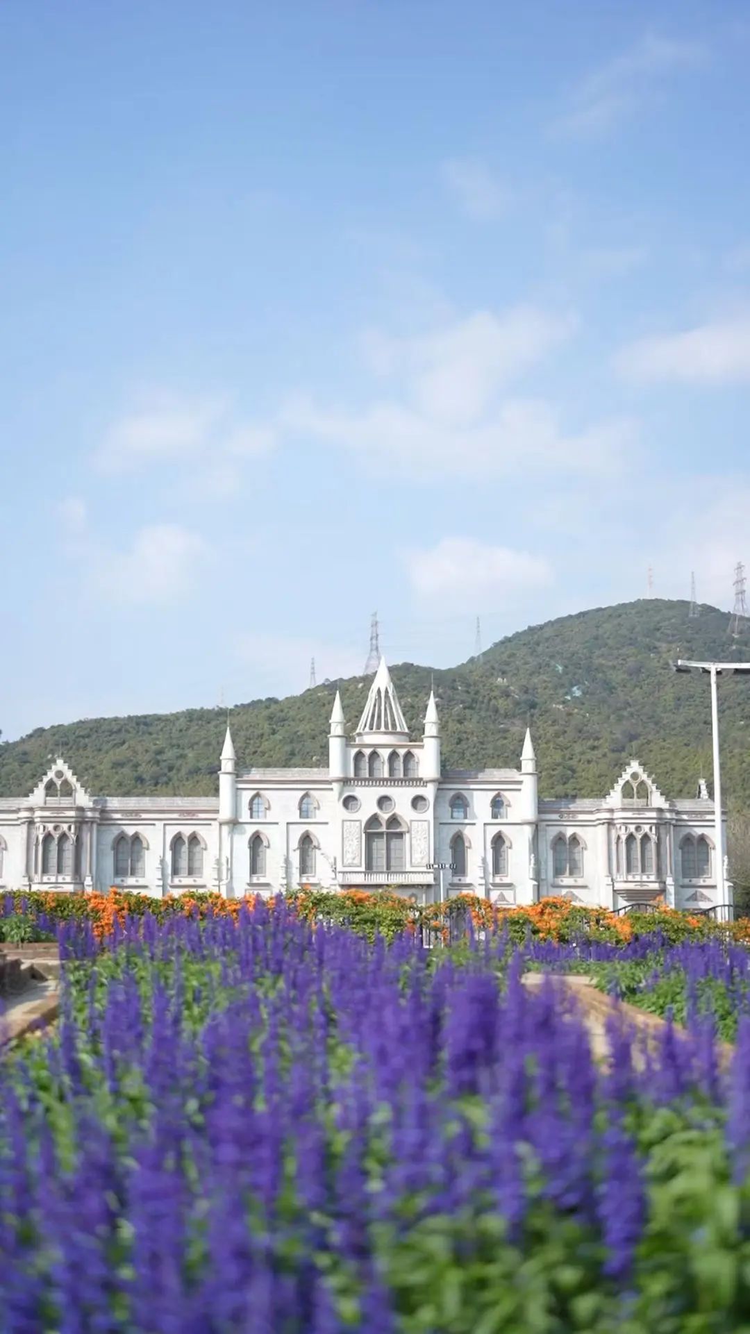 春分至,来大鹏闯进美到“犯规”的花海里~