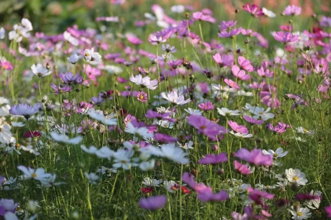 春分至，来大鹏闯进美到“犯规”的花海里～