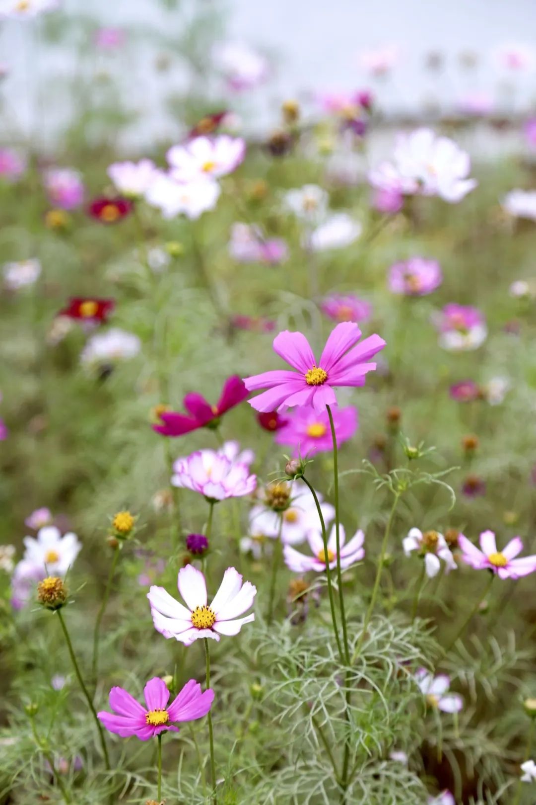 春分至,来大鹏闯进美到“犯规”的花海里~