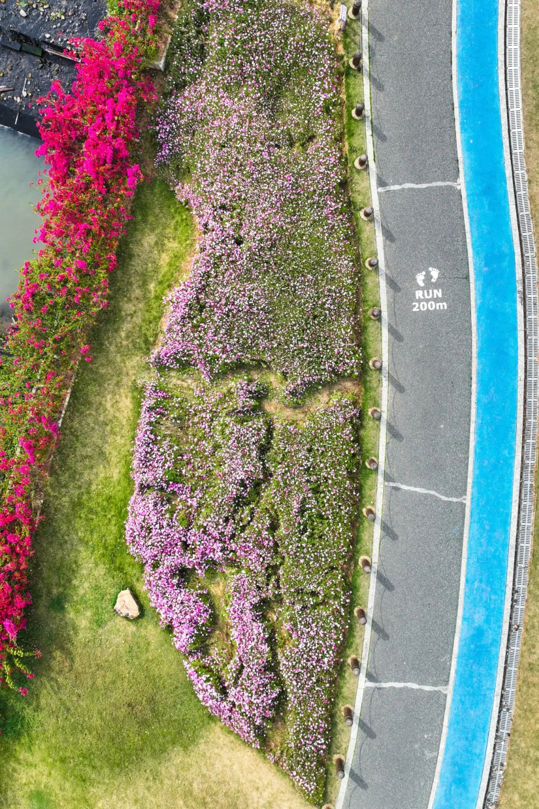 春分至！漫游大鹏这片浪漫花海→