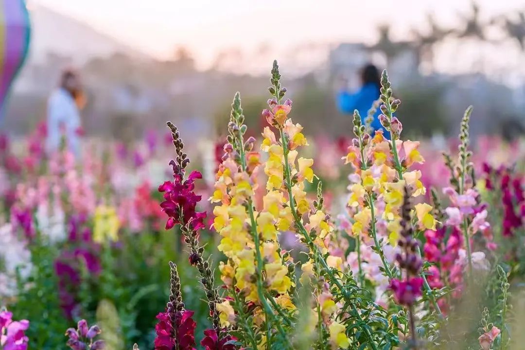 春分至，来大鹏闯进美到“犯规”的花海里～