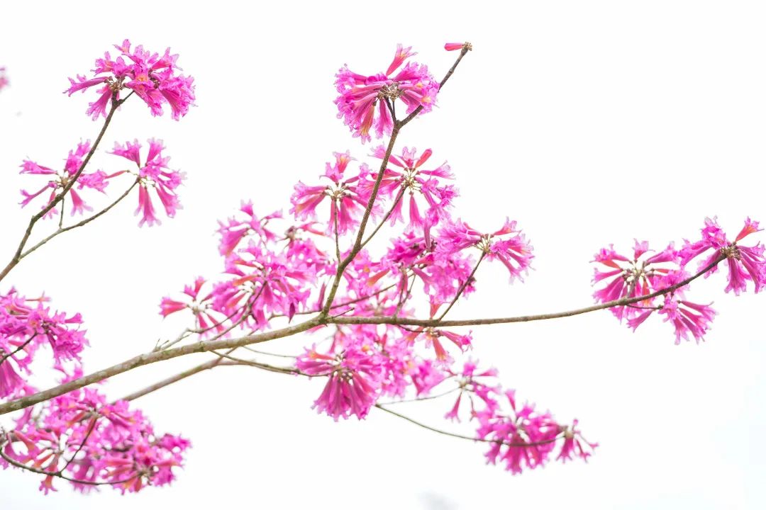 春分至!漫游大鹏这片浪漫花海→