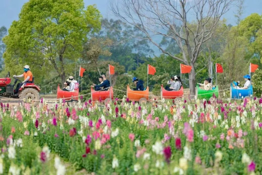 春分至，来大鹏闯进美到“犯规”的花海里～