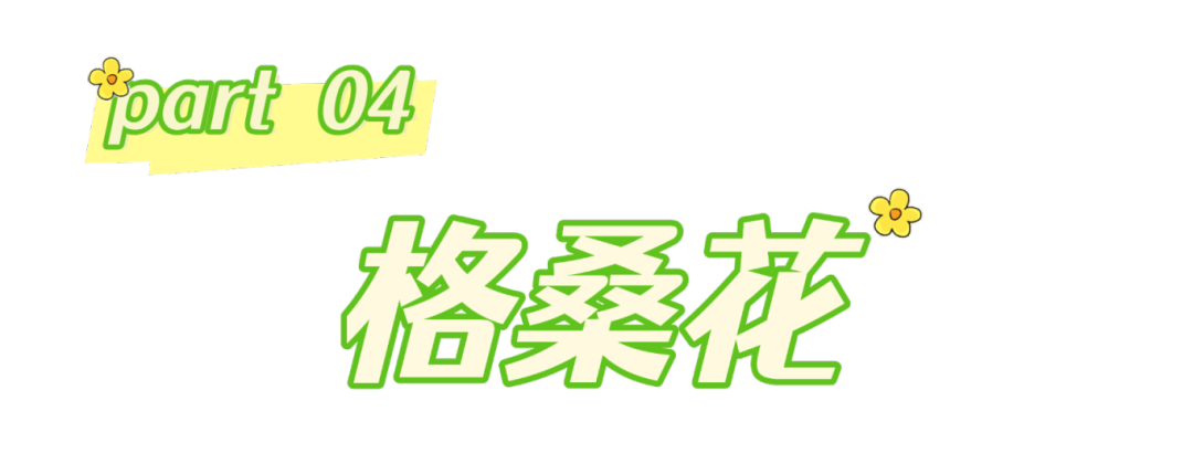 春分至,来大鹏闯进美到“犯规”的花海里~