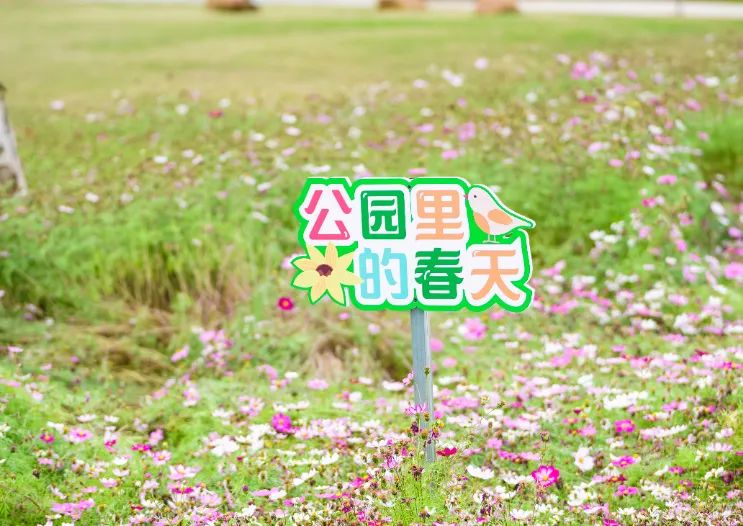 春分至!漫游大鹏这片浪漫花海→