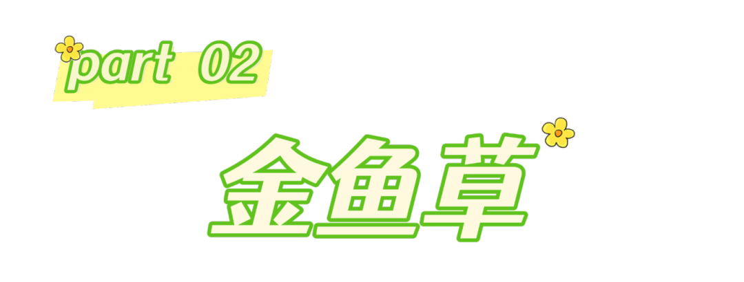 春分至,来大鹏闯进美到“犯规”的花海里~