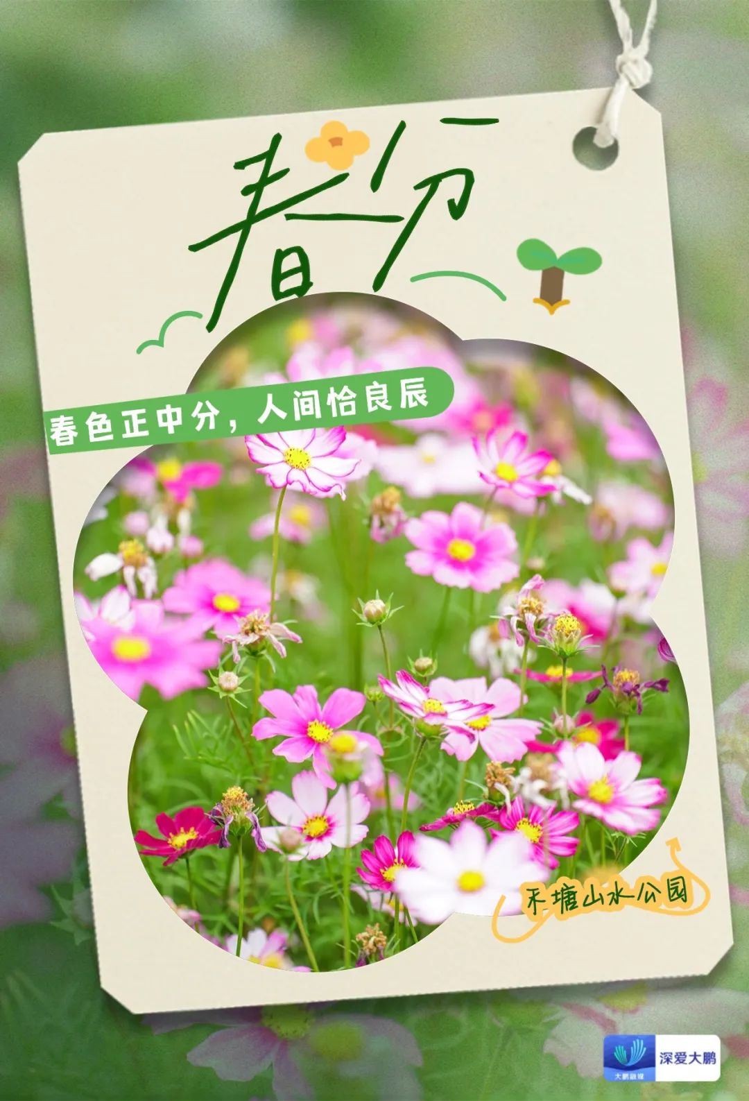 春分至！漫游大鹏这片浪漫花海→