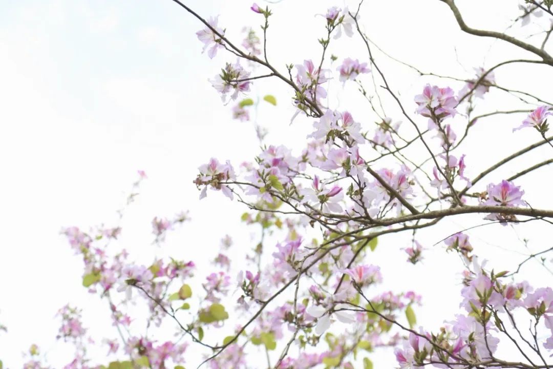 春分至,来大鹏闯进美到“犯规”的花海里~