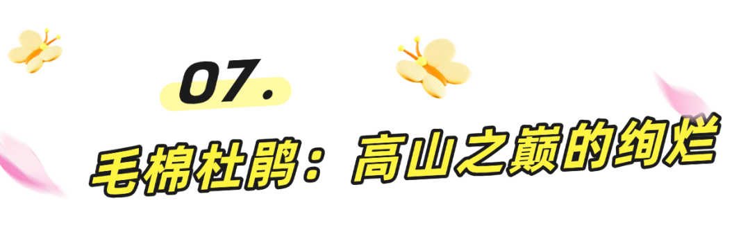 阳春三月一起来罗湖逛春天~