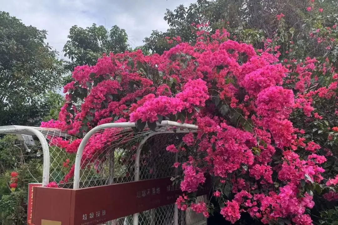 阳春三月一起来罗湖逛春天~