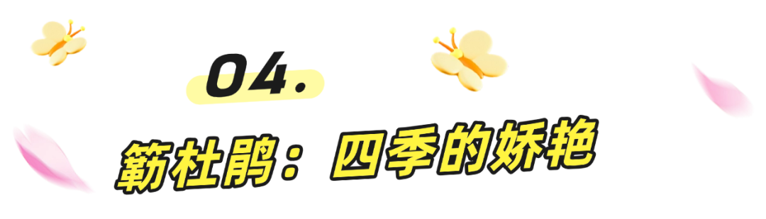 阳春三月一起来罗湖逛春天~