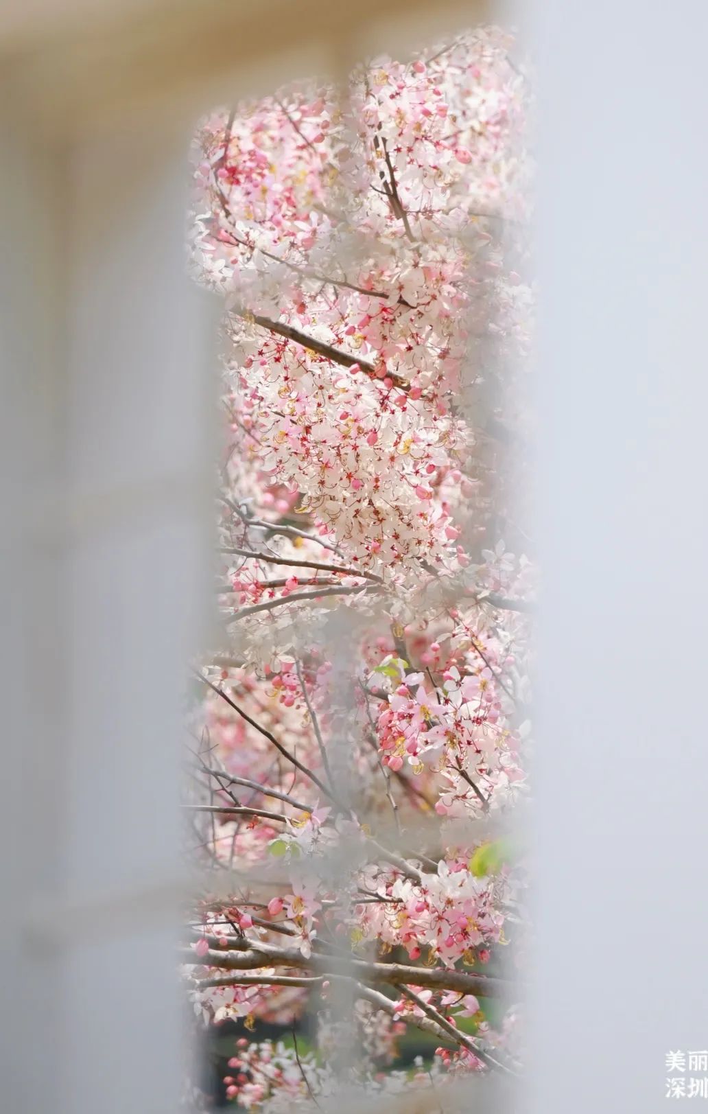 来宝安邂逅一场绝美「樱花雨」
