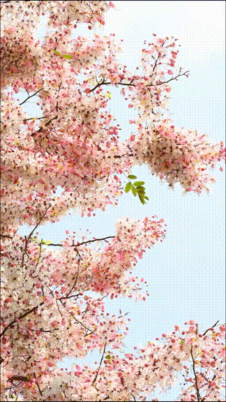 来宝安邂逅一场绝美「樱花雨」