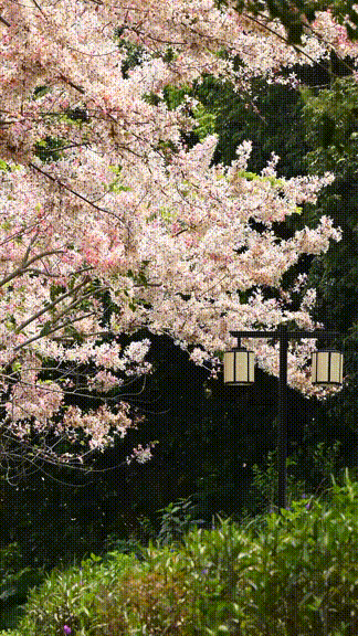 来宝安邂逅一场绝美「樱花雨」