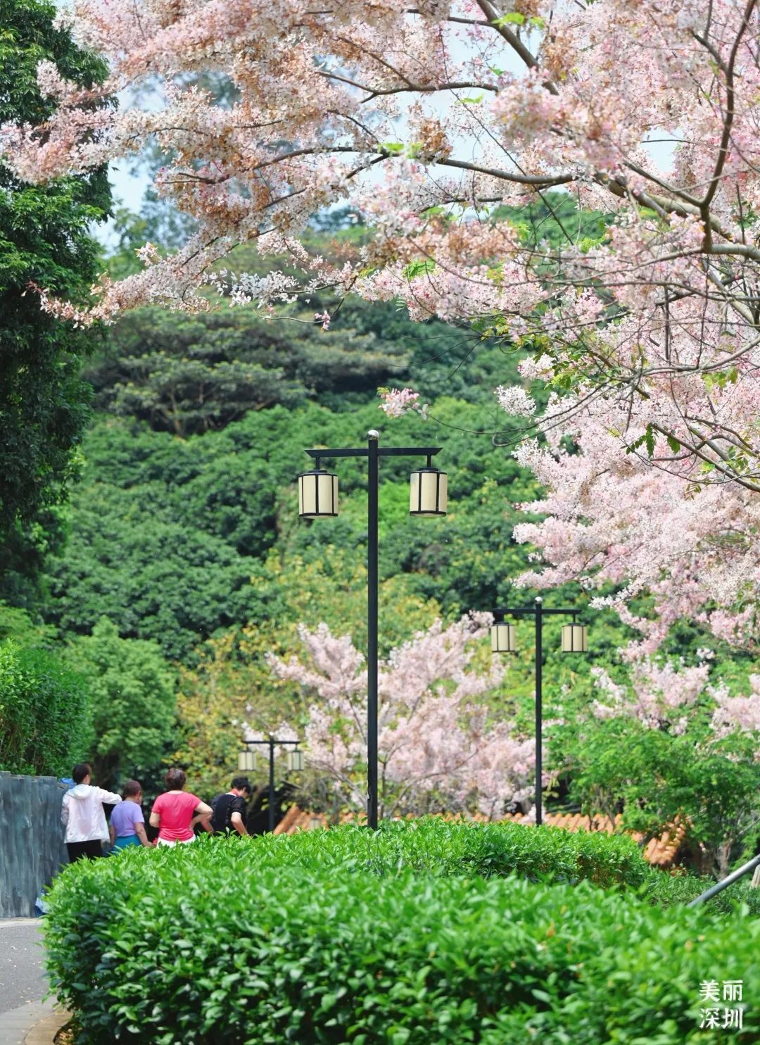来宝安邂逅一场绝美「樱花雨」
