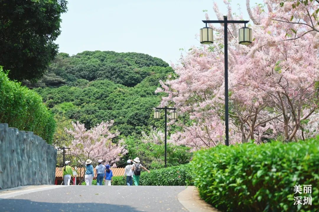 来宝安邂逅一场绝美「樱花雨」