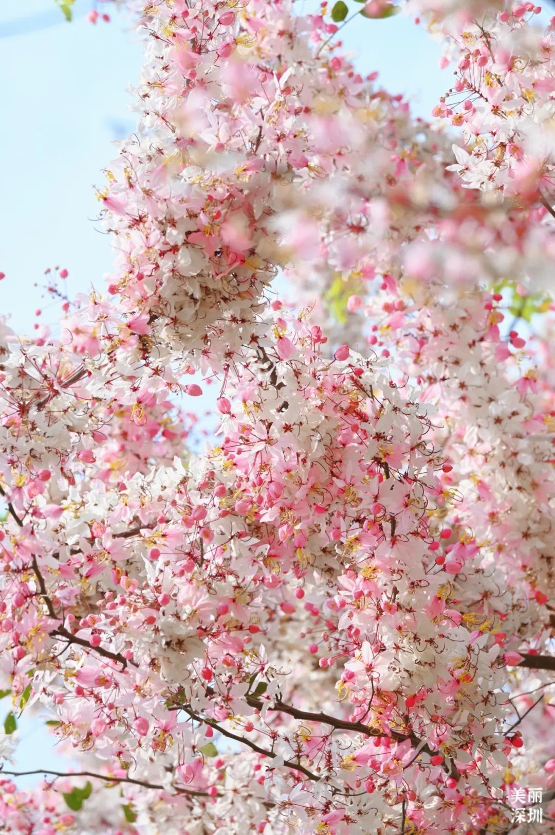 来宝安邂逅一场绝美「樱花雨」