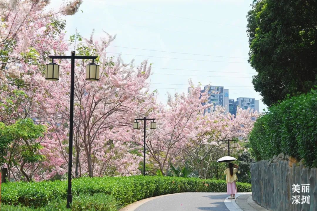 来宝安邂逅一场绝美「樱花雨」