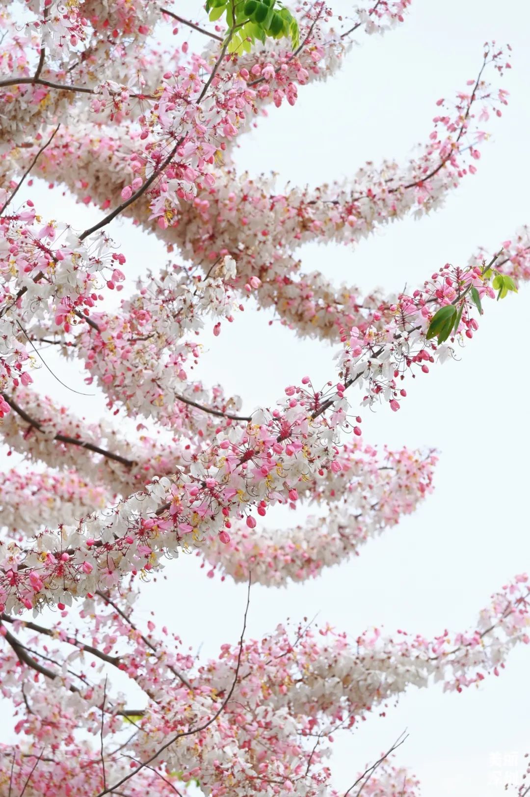 来宝安邂逅一场绝美「樱花雨」