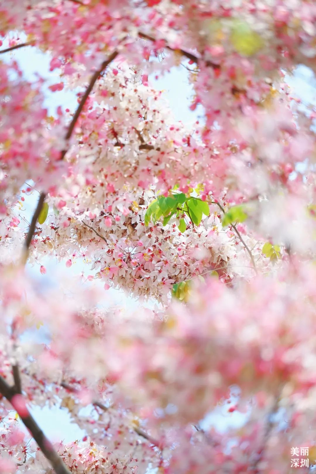 来宝安邂逅一场绝美「樱花雨」