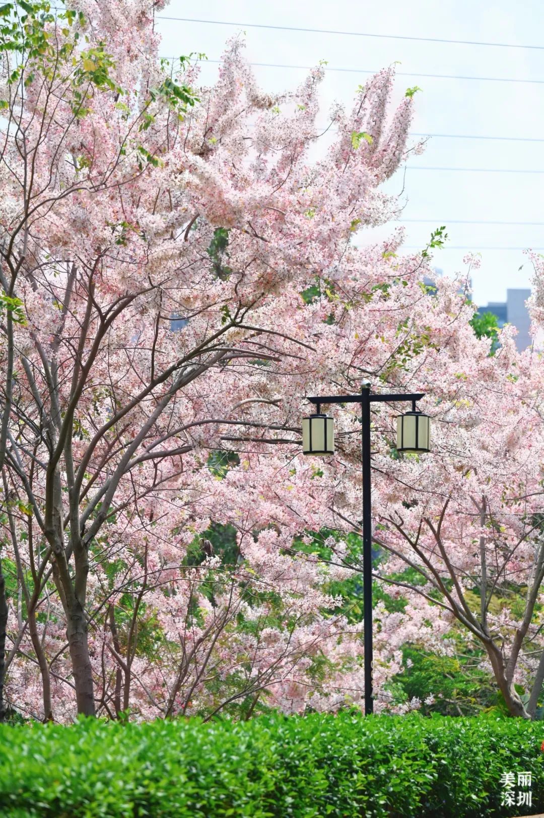 来宝安邂逅一场绝美「樱花雨」