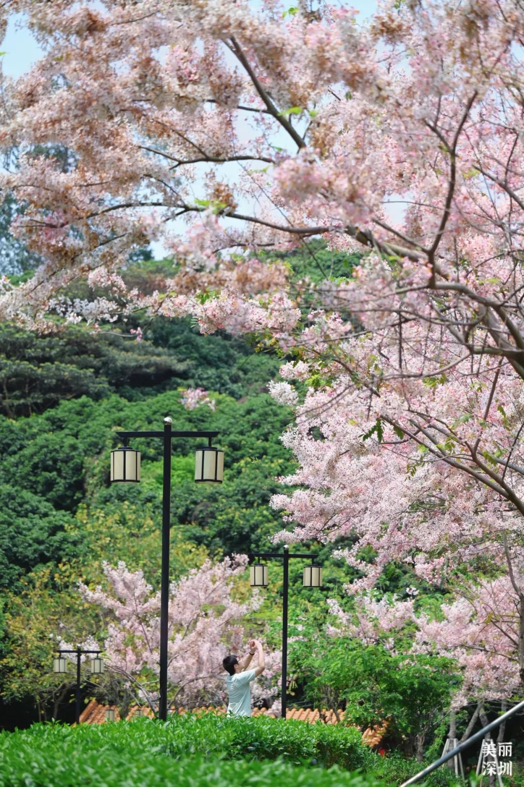 来宝安邂逅一场绝美「樱花雨」