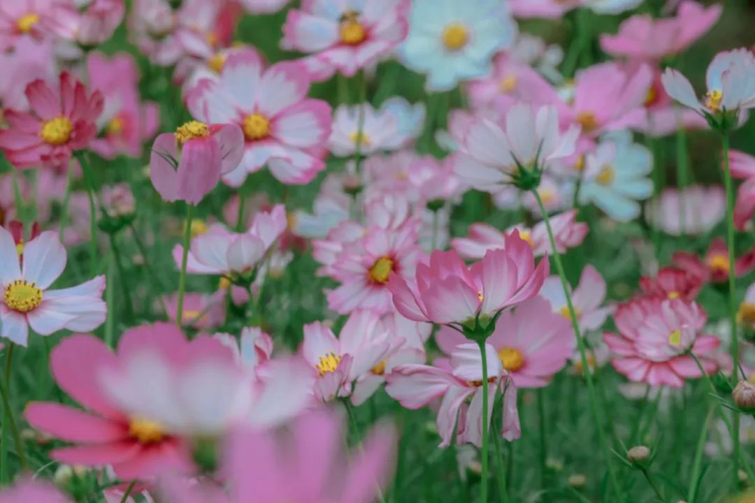 藏不住了!宝安的「踏青圣地」都在这了→