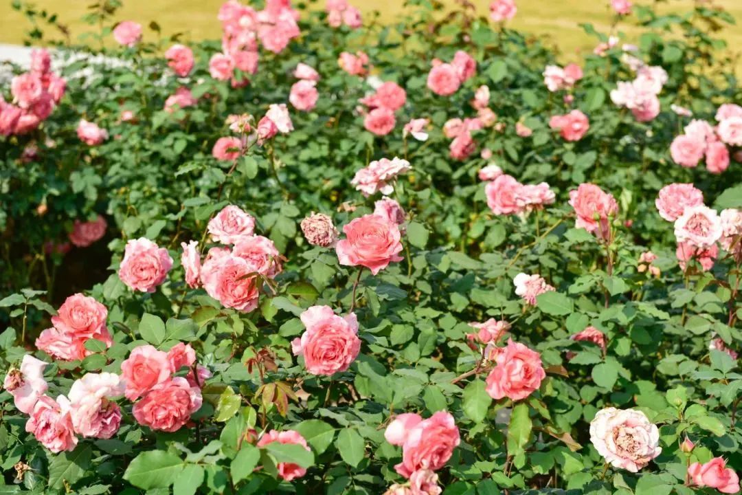 藏不住了!宝安的「踏青圣地」都在这了→