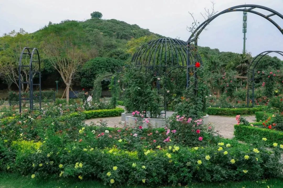 藏不住了!宝安的「踏青圣地」都在这了→