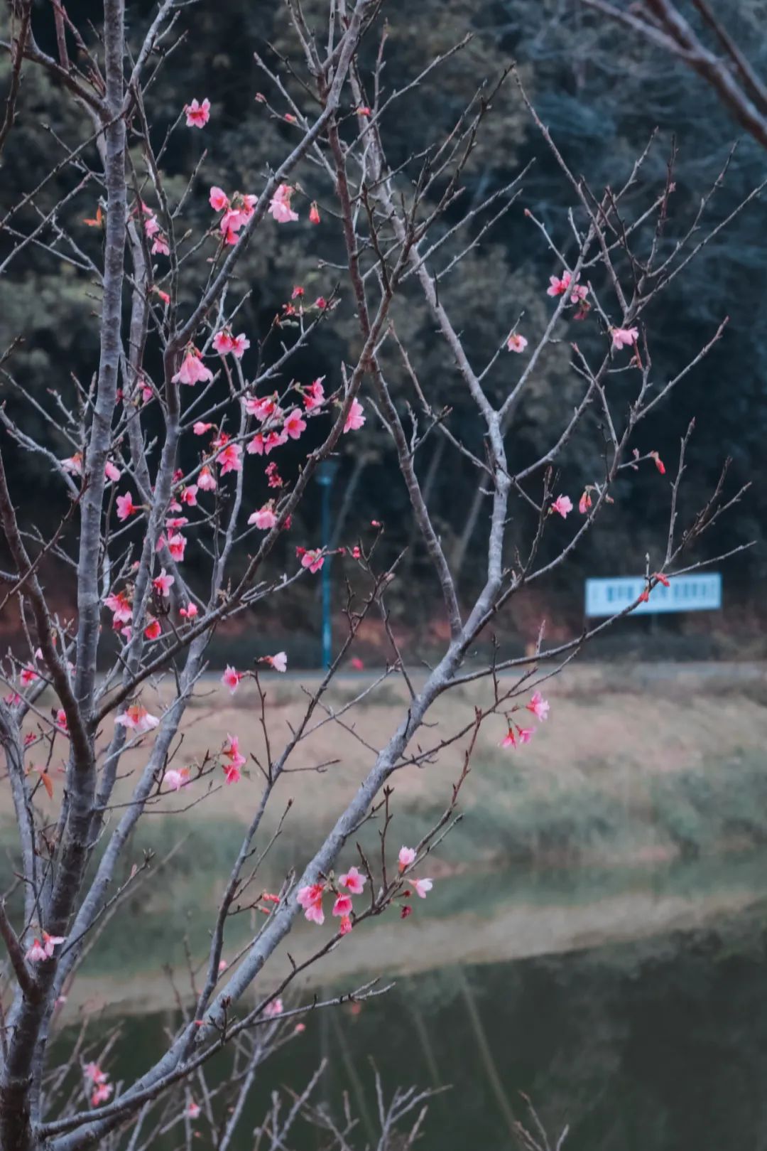 藏不住了!宝安的「踏青圣地」都在这了→