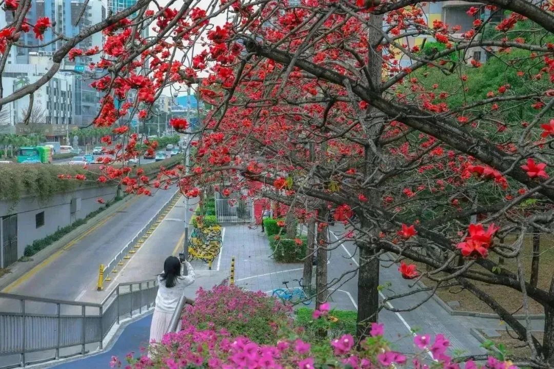 藏不住了!宝安的「踏青圣地」都在这了→