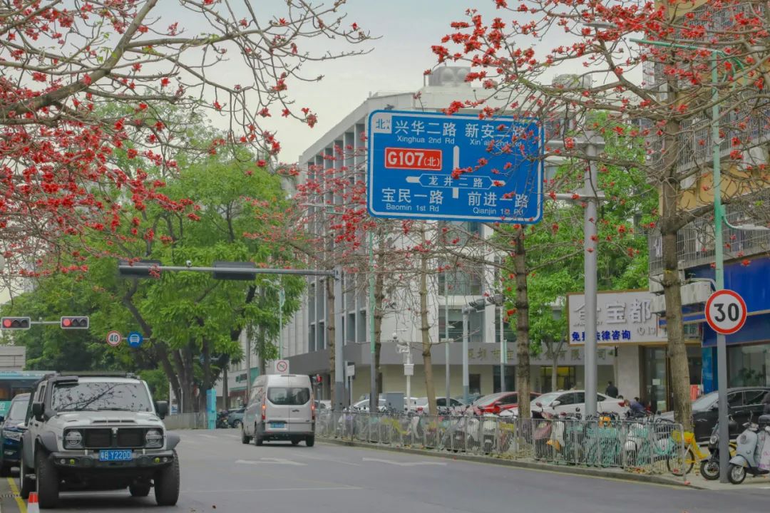 藏不住了!宝安的「踏青圣地」都在这了→