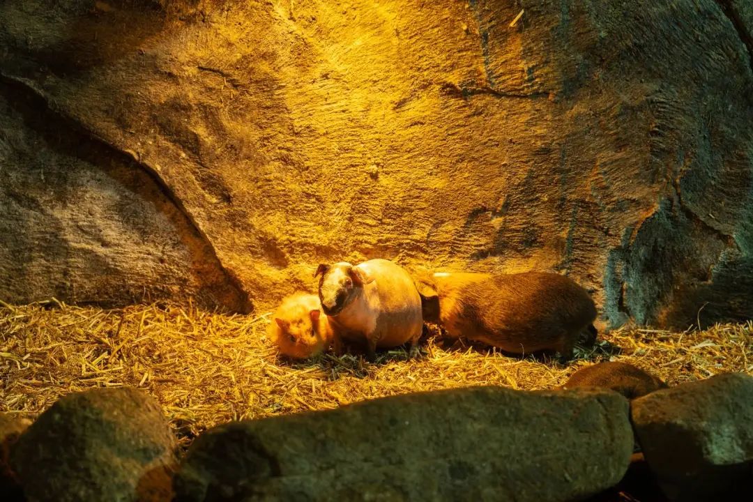 https://qnimg.zowoyoo.com/img/297392/1733381325760.jpg 五一特惠!【青青世界】59.9元起抢五一预售哪吒成人/亲子门票!5月可任选一天入园!奇幻青青,哪吒降临!哪吒主题沉浸活动~