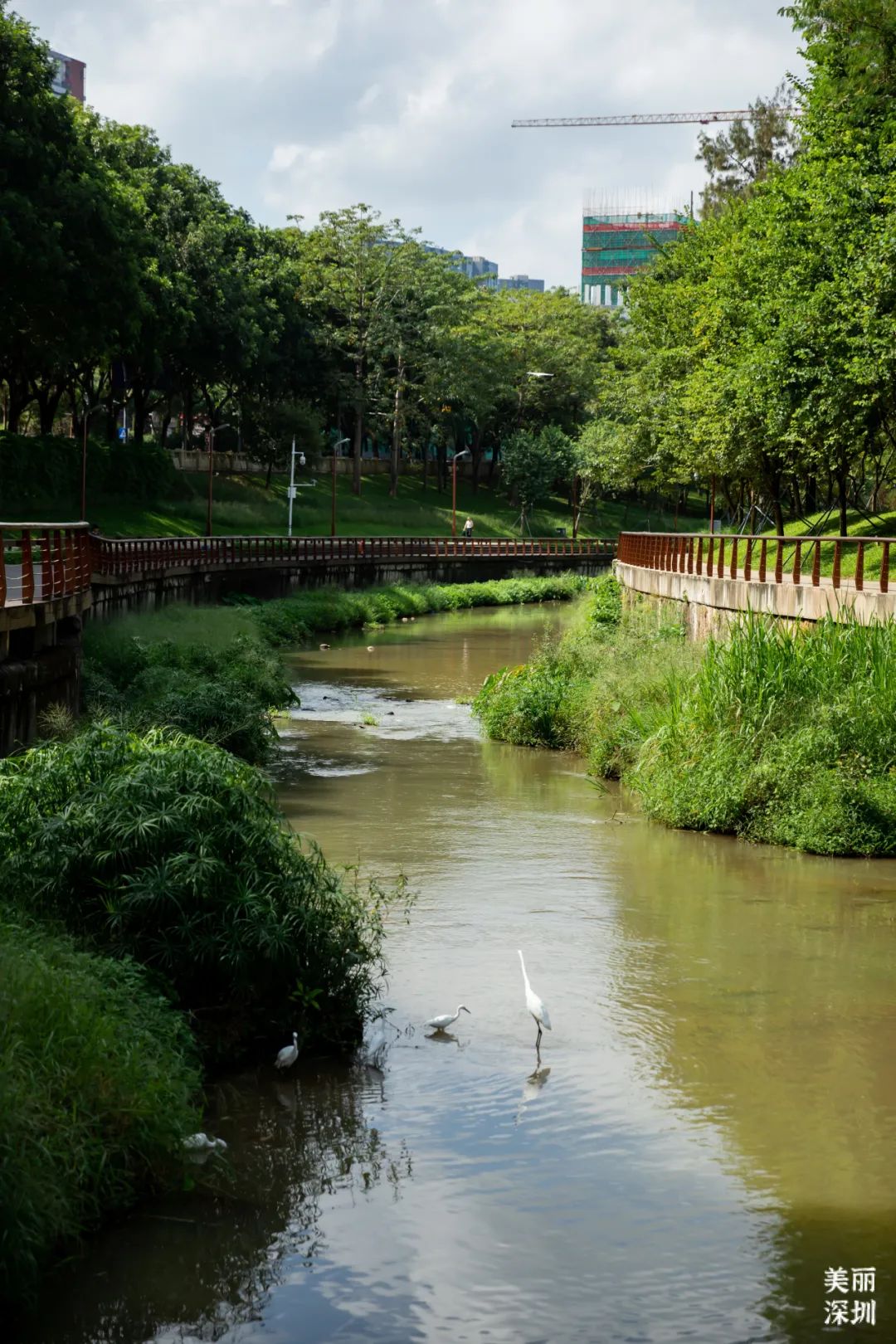 深圳大沙河,在鲲鹏径第六段邂逅浪漫!