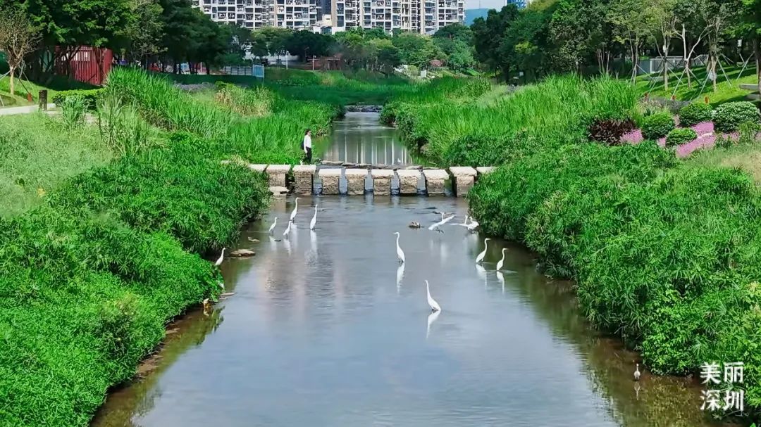 深圳大沙河,在鲲鹏径第六段邂逅浪漫!
